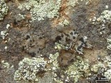 Umbilicaria torrefacta image
