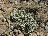 Xanthoparmelia chlorochroa image