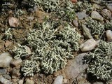 Xanthoparmelia chlorochroa image