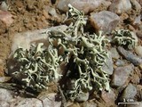 Xanthoparmelia chlorochroa image