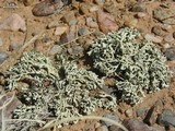 Xanthoparmelia chlorochroa image