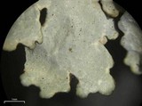 Xanthoparmelia stenophylla image