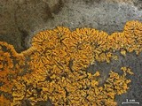 Xanthoria elegans image