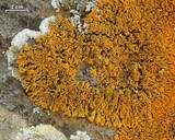 Xanthoria elegans image