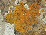 Xanthoria elegans image