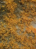 Xanthoria elegans image