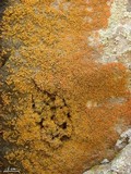 Xanthoria elegans image