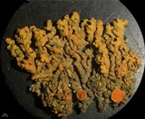 Xanthoria elegans image