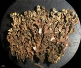 Xanthoria elegans image