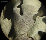 Lichenostigma cosmopolites image
