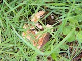 Abortiporus biennis image