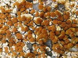 Caloplaca saxicola image