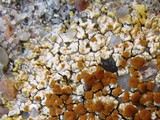 Caloplaca saxicola image