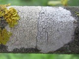 Pertusaria pertusa image