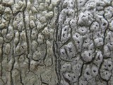 Pertusaria pertusa image