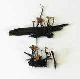 Sclerotinia veratri image