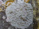 Pertusaria lactea image