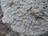 Pertusaria lactea image