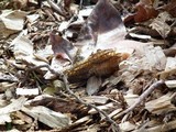 Morchella importuna image