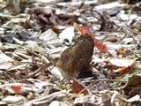 Morchella importuna image