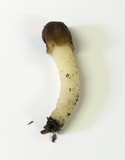 Verpa conica image