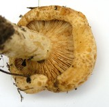 Lactarius scrobiculatus image