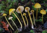 Entoloma sulphureum image