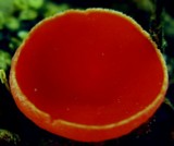 Sarcoscypha occidentalis image