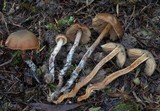 Psilocybe aucklandiae image