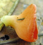 Sarcoscypha occidentalis image
