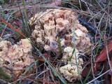 Ramaria capitata image
