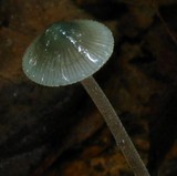 Mycena subcaerulea image