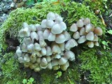Mycena renati image