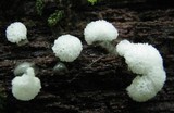 Ceratiomyxa fruticulosa var. fruticulosa image