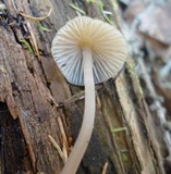 Mycena stipata image