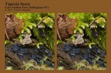 Tapesia fusca image