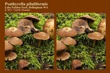 Psathyrella piluliformis image