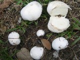 Bovista plumbea image