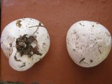 Bovista plumbea image