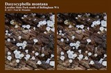 Dasyscyphella montana image
