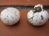Bovista plumbea image
