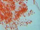 Bovista plumbea image