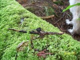 Plectania nannfeldtii image