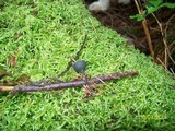 Plectania nannfeldtii image