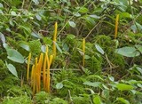 Clavulinopsis laeticolor image