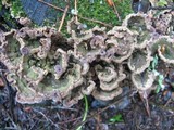 Trichaptum abietinum image