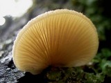 Crepidotus mollis image