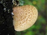 Crepidotus mollis image