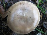Amanita sect. Vaginatae image