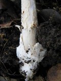 Amanita sect. Vaginatae image